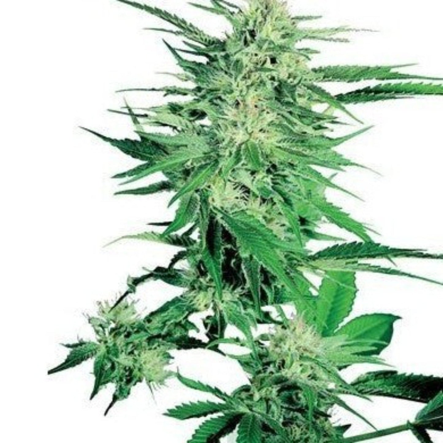 Nasha Genetics Big Bud Autoflower Seeds 6pk