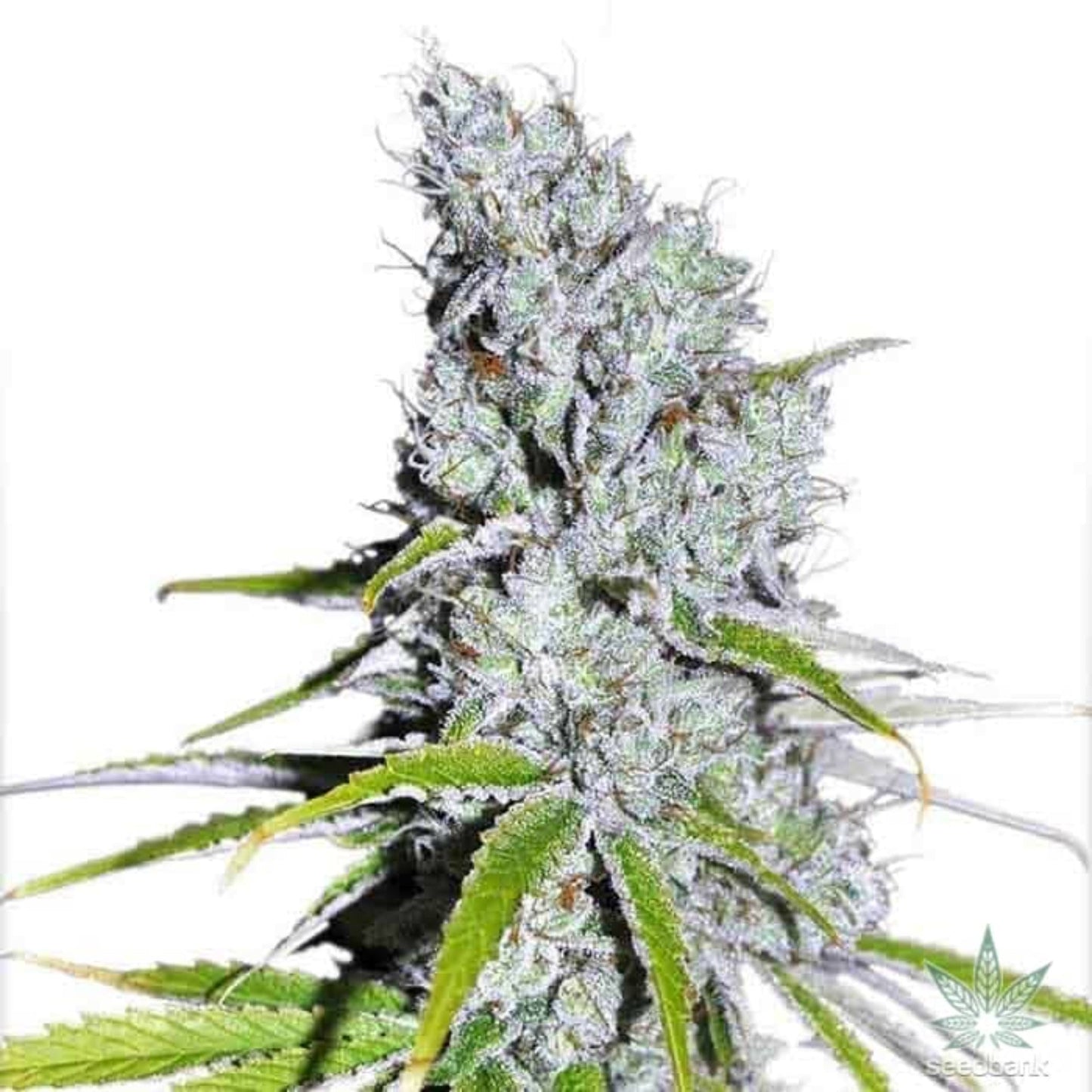 Nasha Genetics Blue Zkittlez Autoflower Seeds 6pk