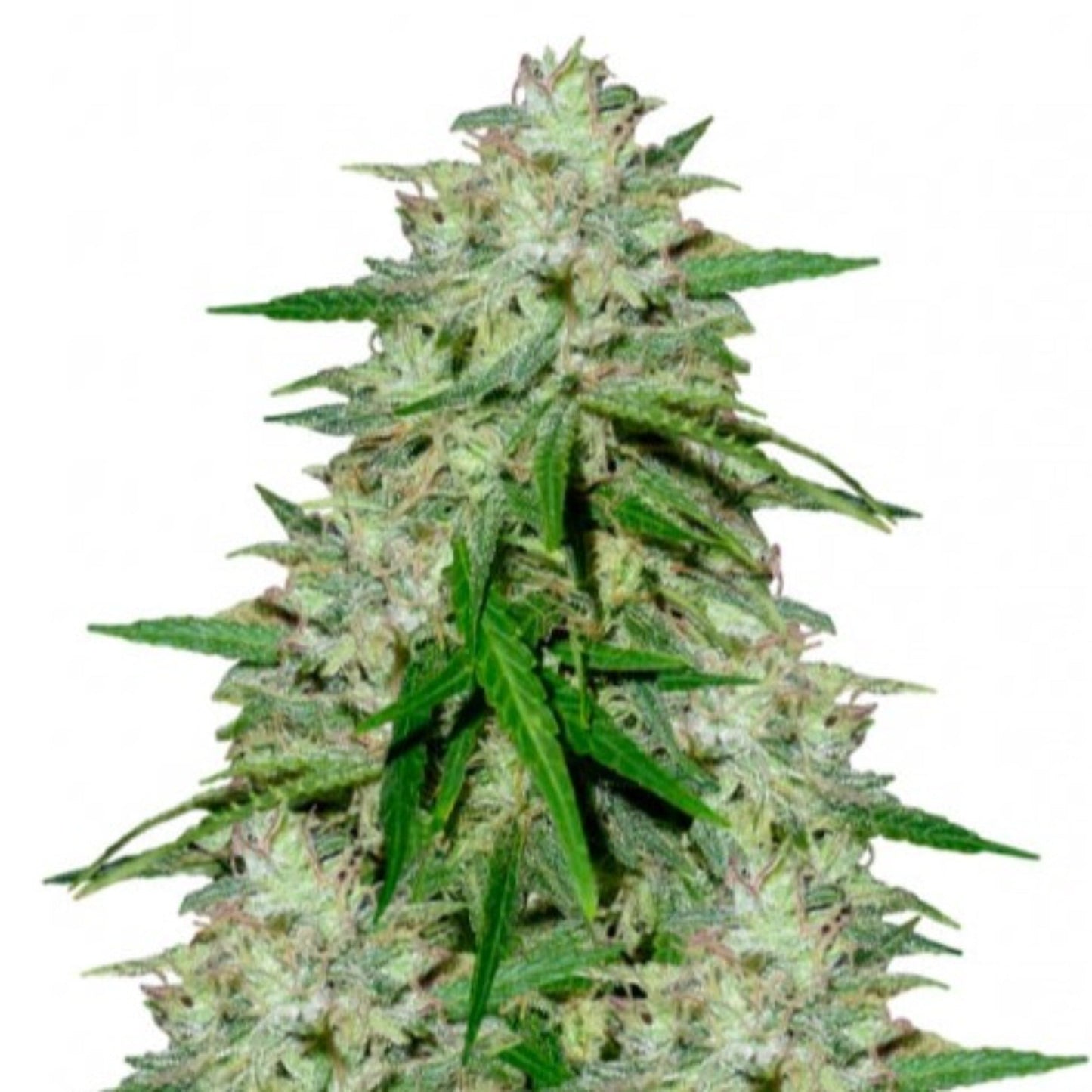 Nasha Genetics G-Force Feminized Seeds 6pk