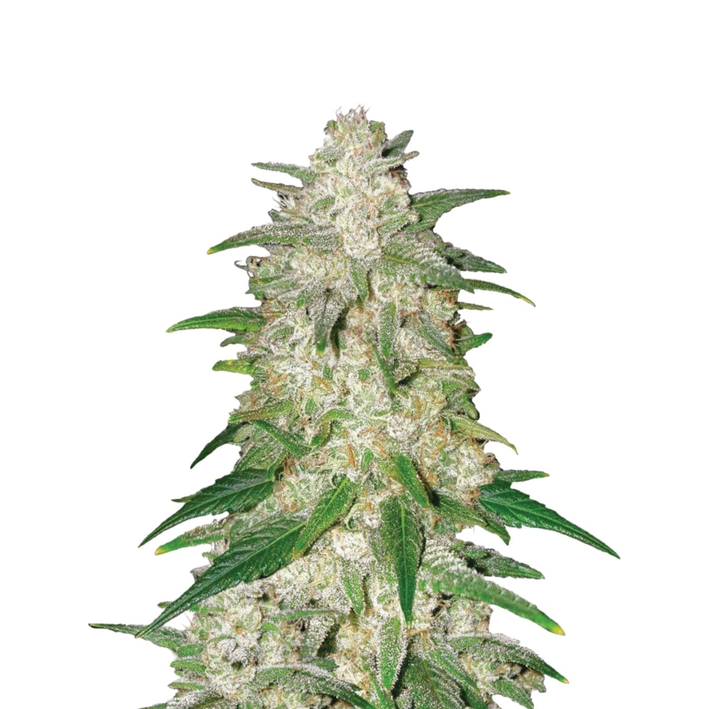 Nasha Genetics Gelato Autoflower Seeds 6pk