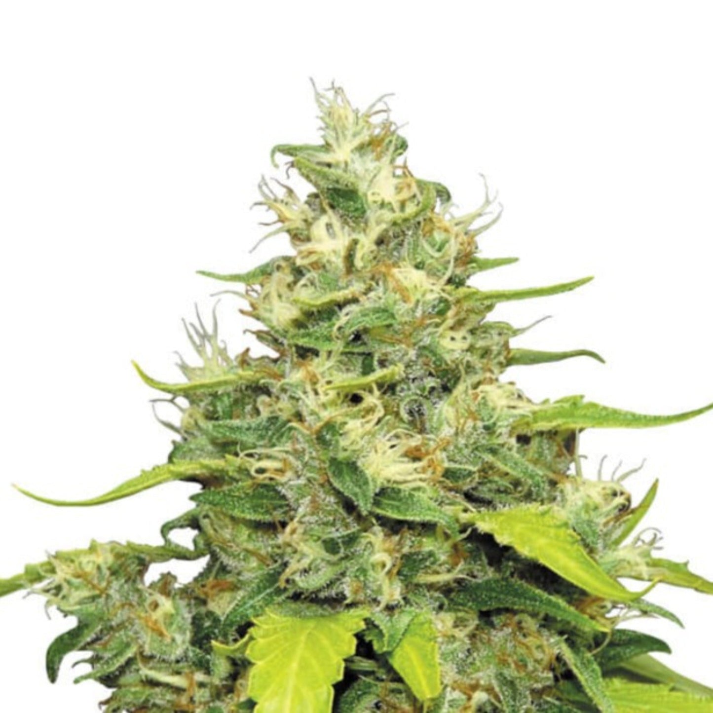 Nasha Genetics Gelato OG Feminized Seeds 6pk