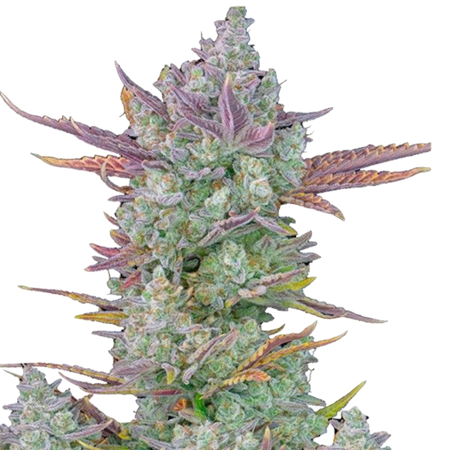 Nasha Genetics Gorilla Cookie Feminized Seeds 6 Pack