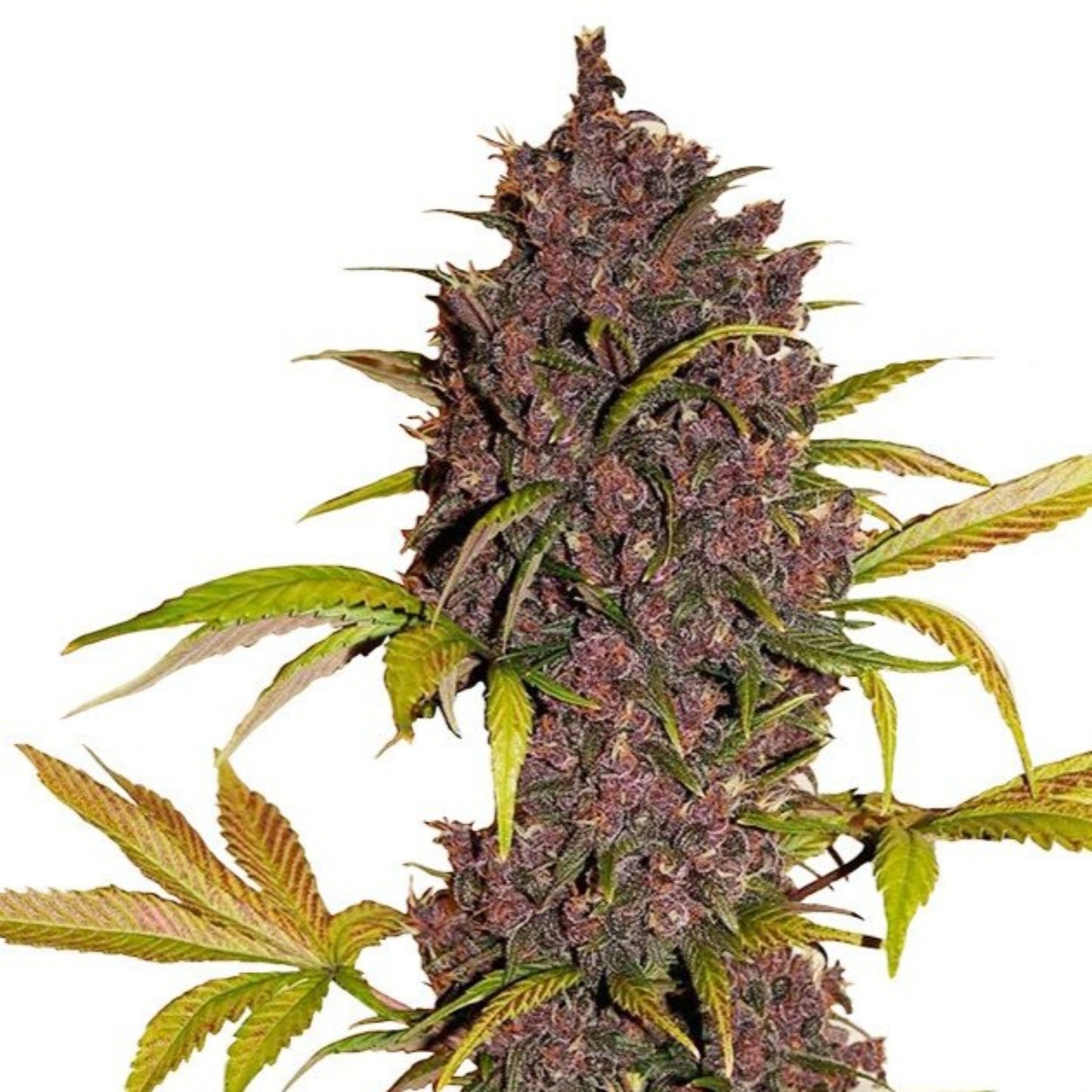 Nasha Genetics LSD Feminized Seeds 6pk