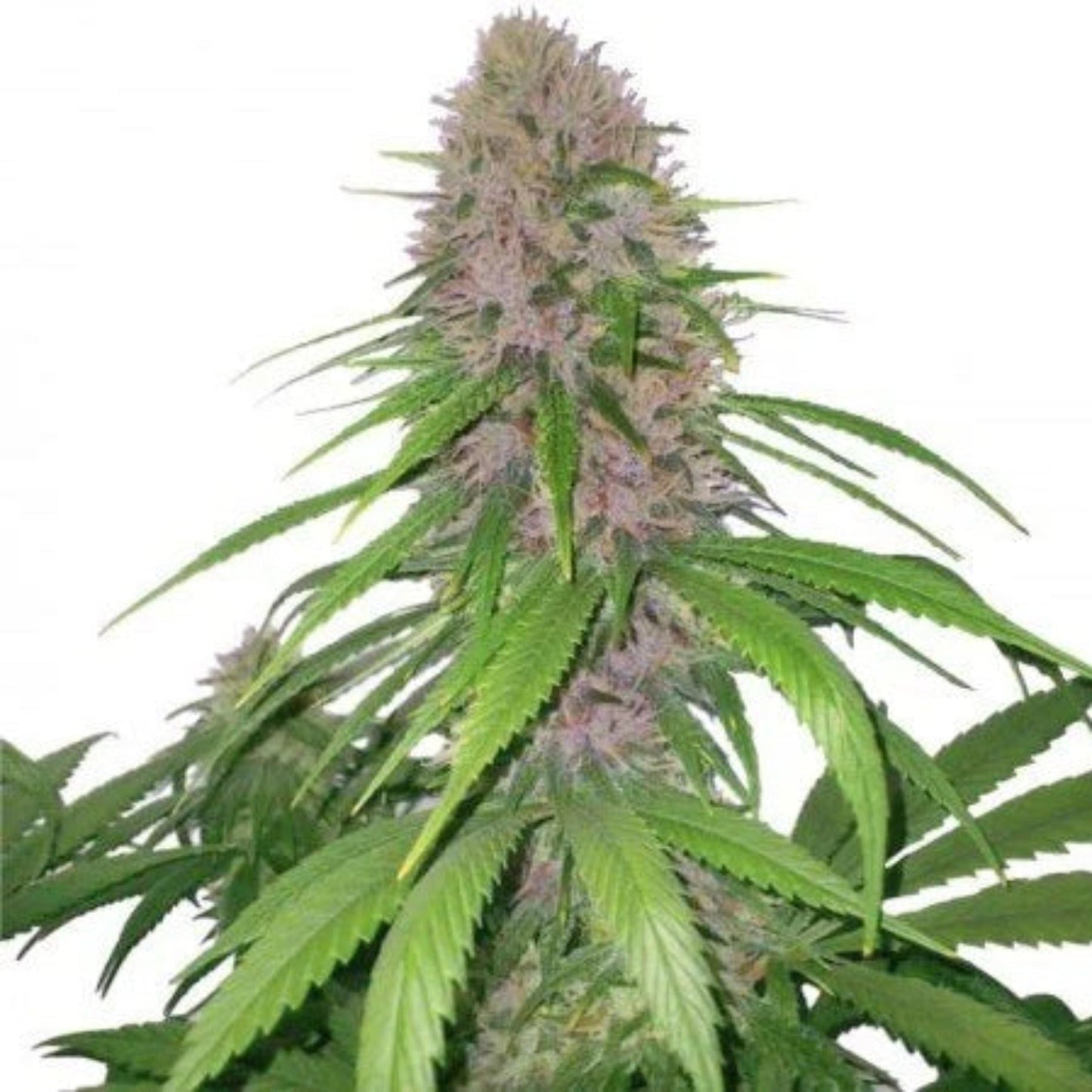 Nasha Genetics Magnum Autoflower Seeds 6pk