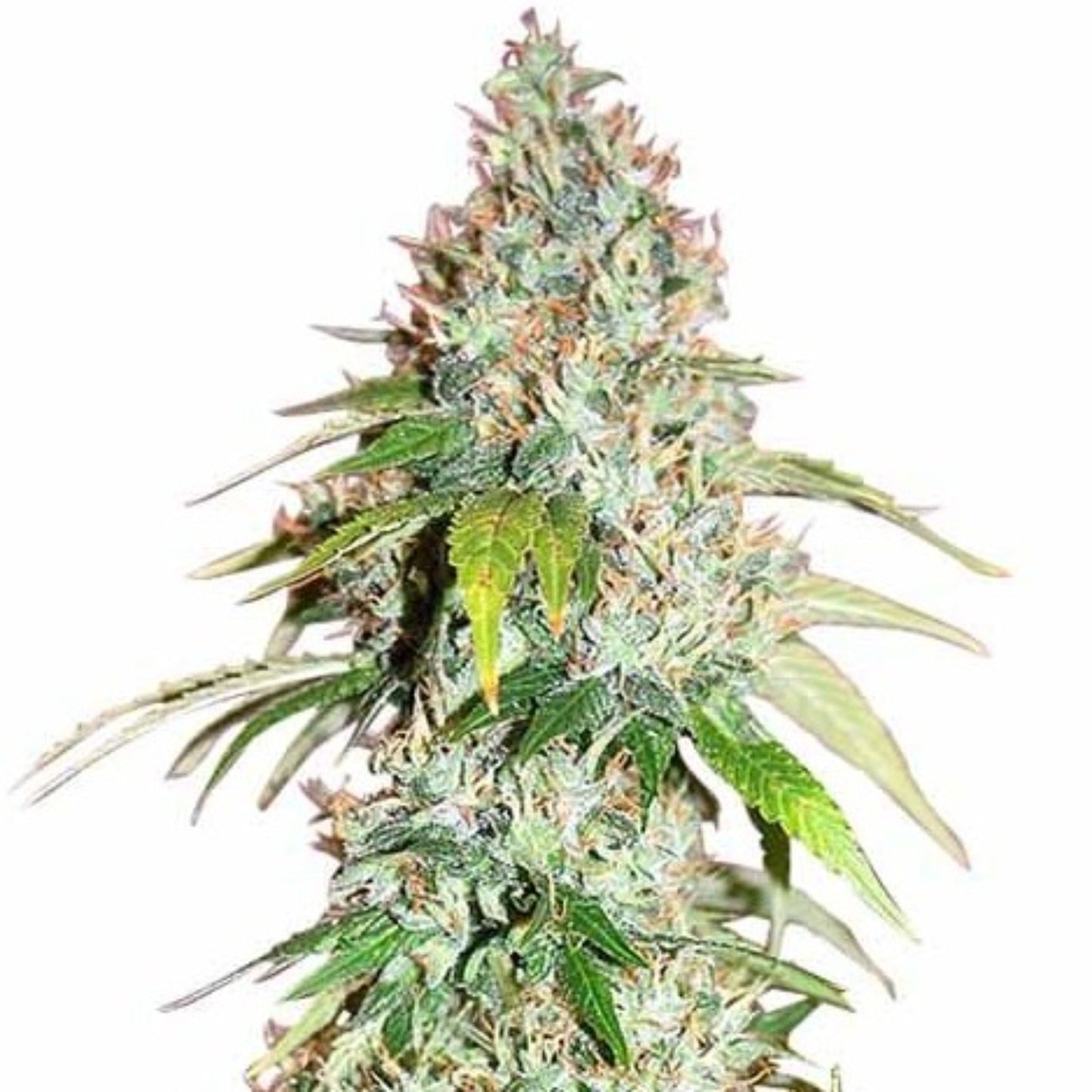 Nasha Genetics Master OG Feminized Seeds 6pk