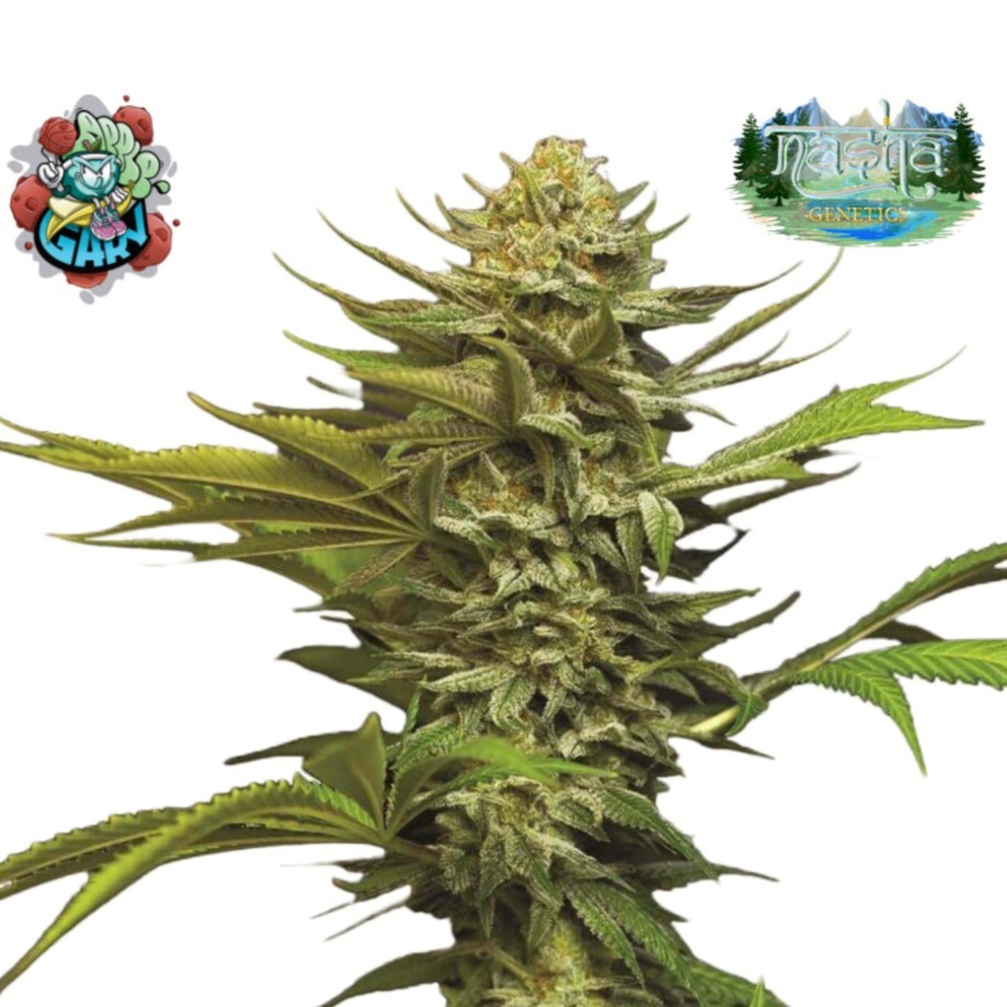 Nasha Genetics Apple Garry Feminized Seeds 10-Pack