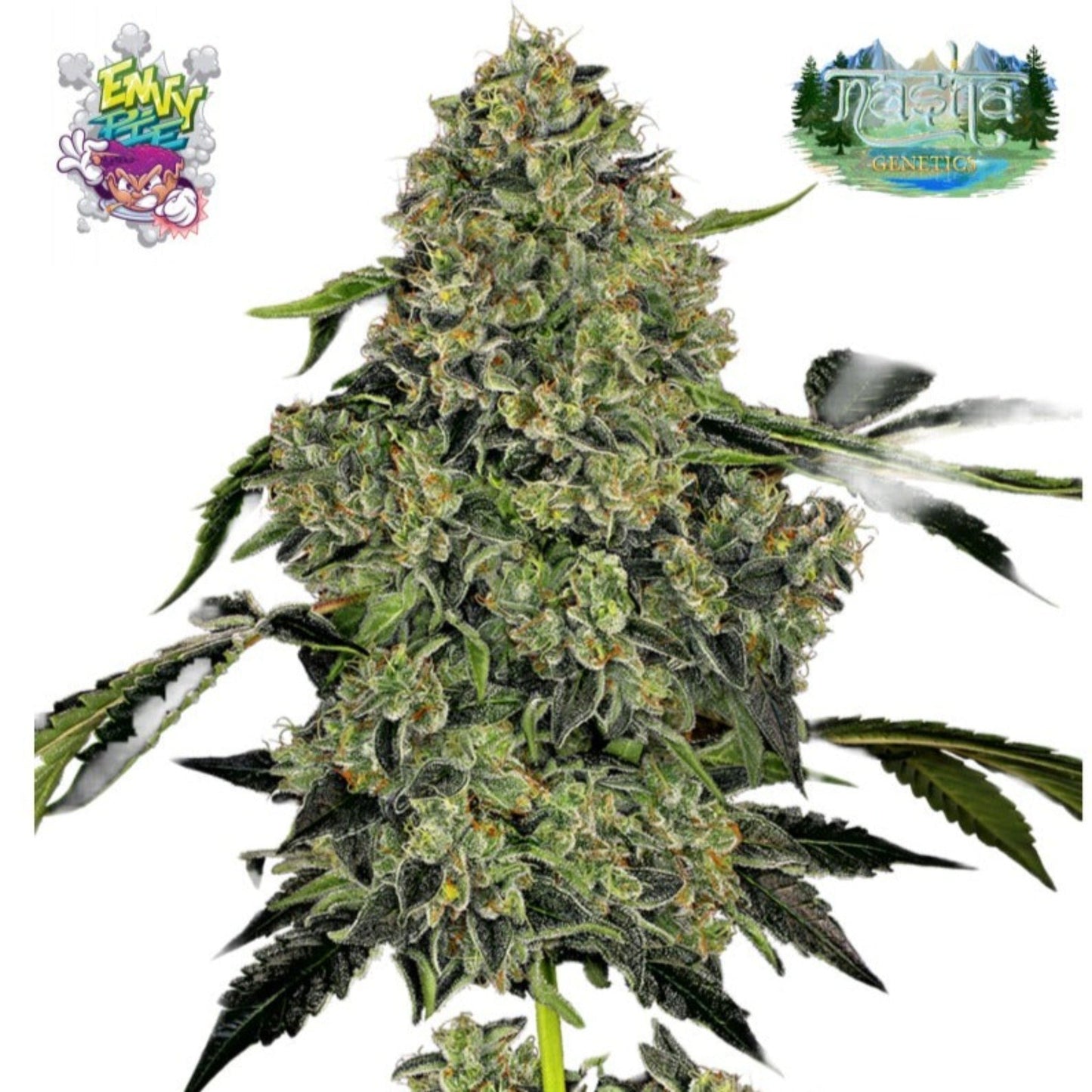 Nasha Genetics Envy Pie Feminized Seeds 10 Pack
