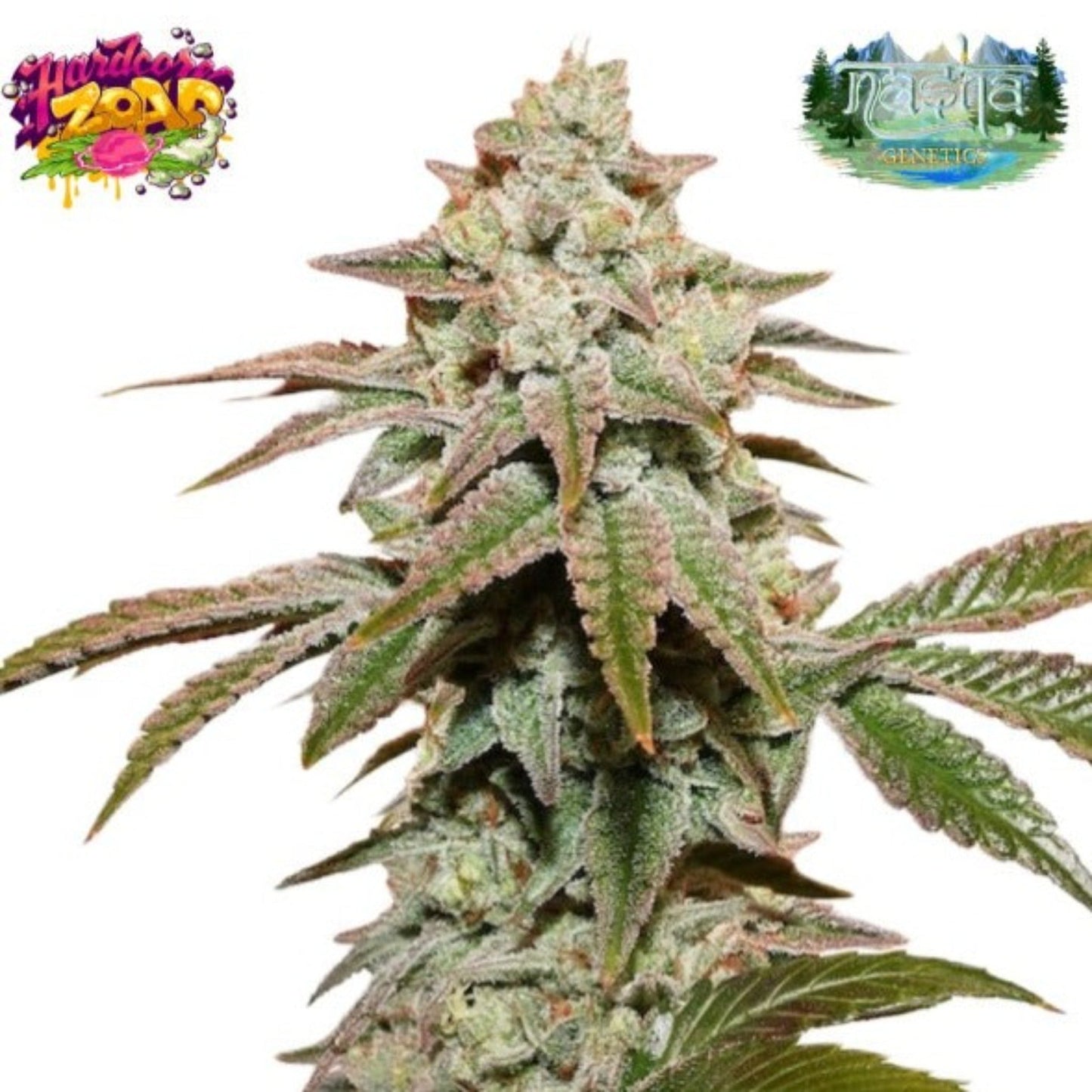 Nasha Genetics Hardcore Zoap Feminized Seeds 10pk