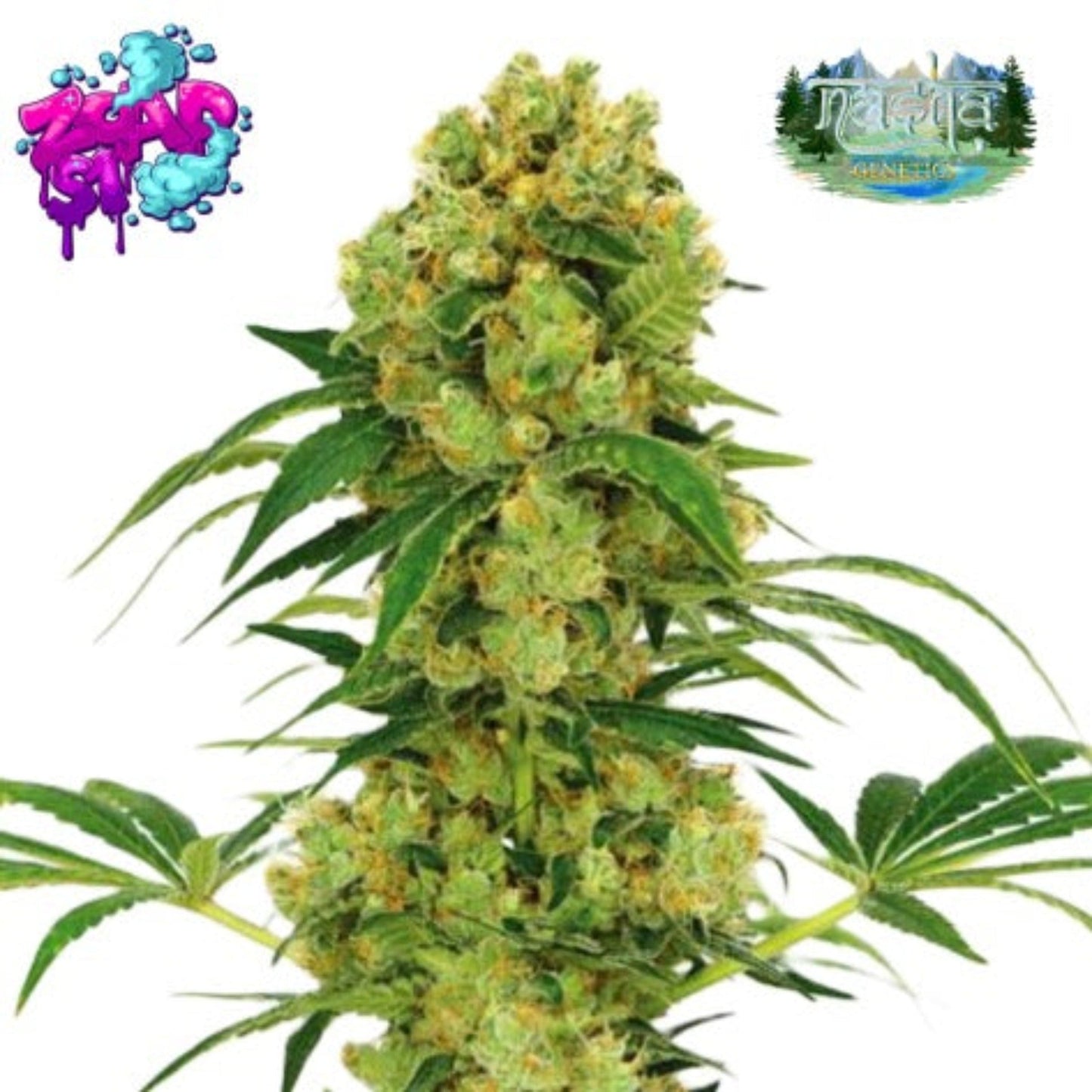 Nasha Genetics Zoap S1 Feminized Seeds 10 Pack