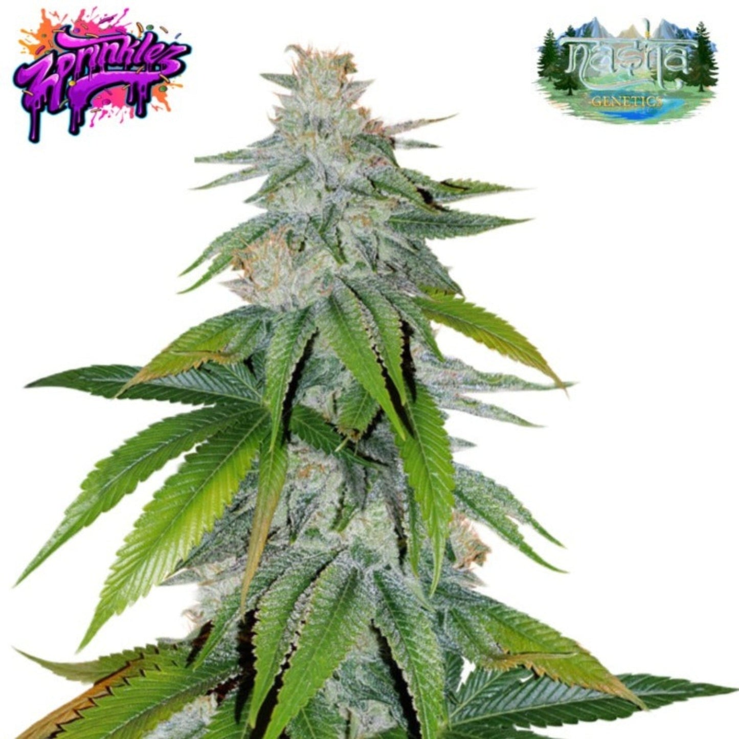 Nasha Genetics Zprinklez Feminized Seeds 10pk