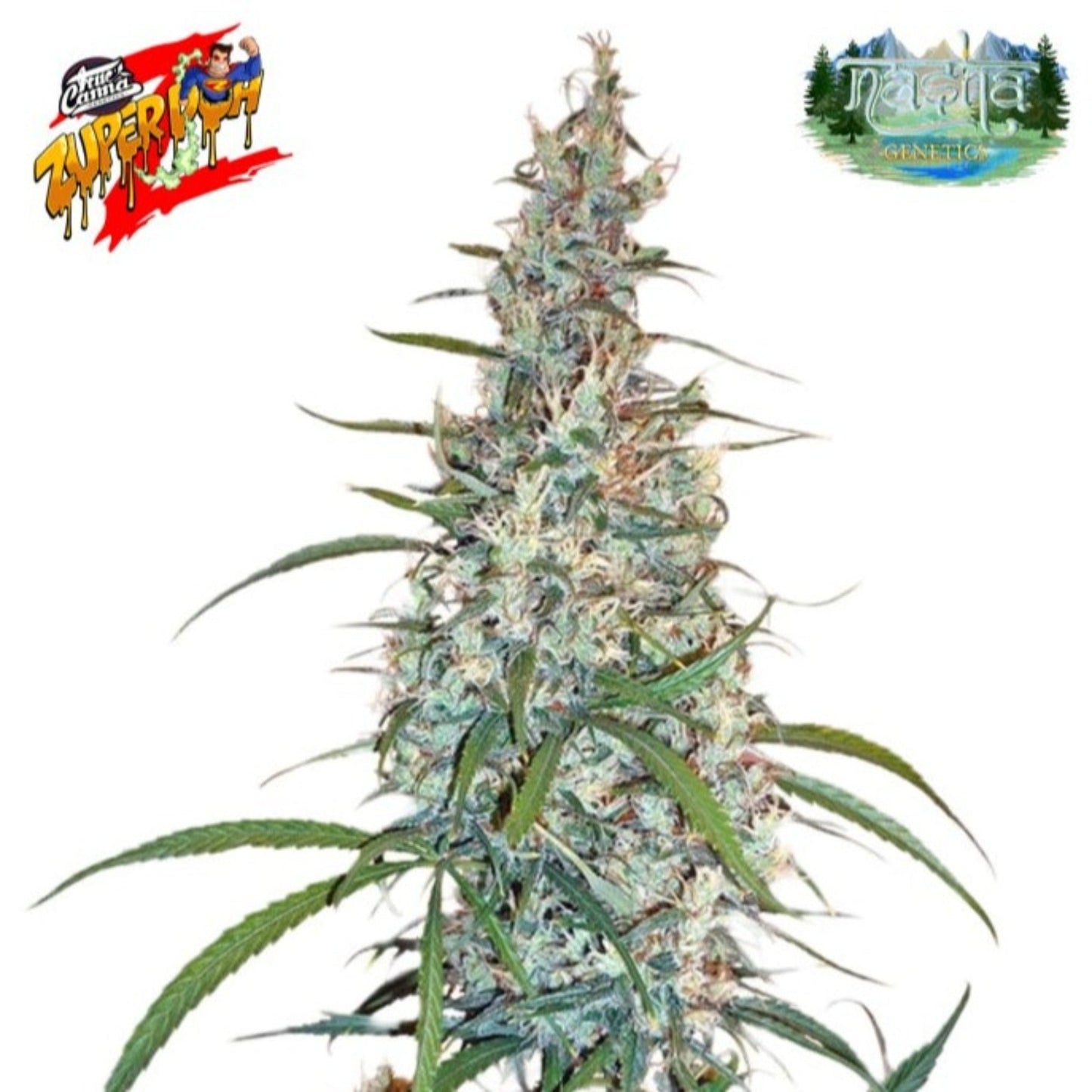 Nasha Genetics Zuper Doh Feminized Seeds 10pk