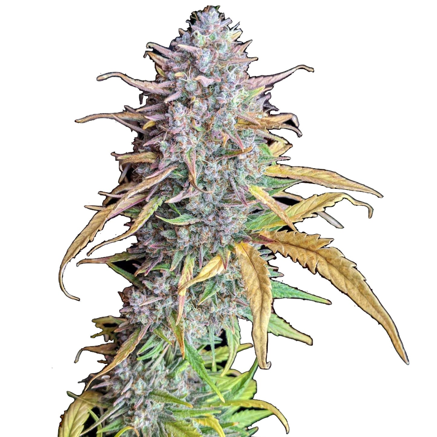 Nasha Genetics Strawberry Banana Feminized Seeds 6 Pack