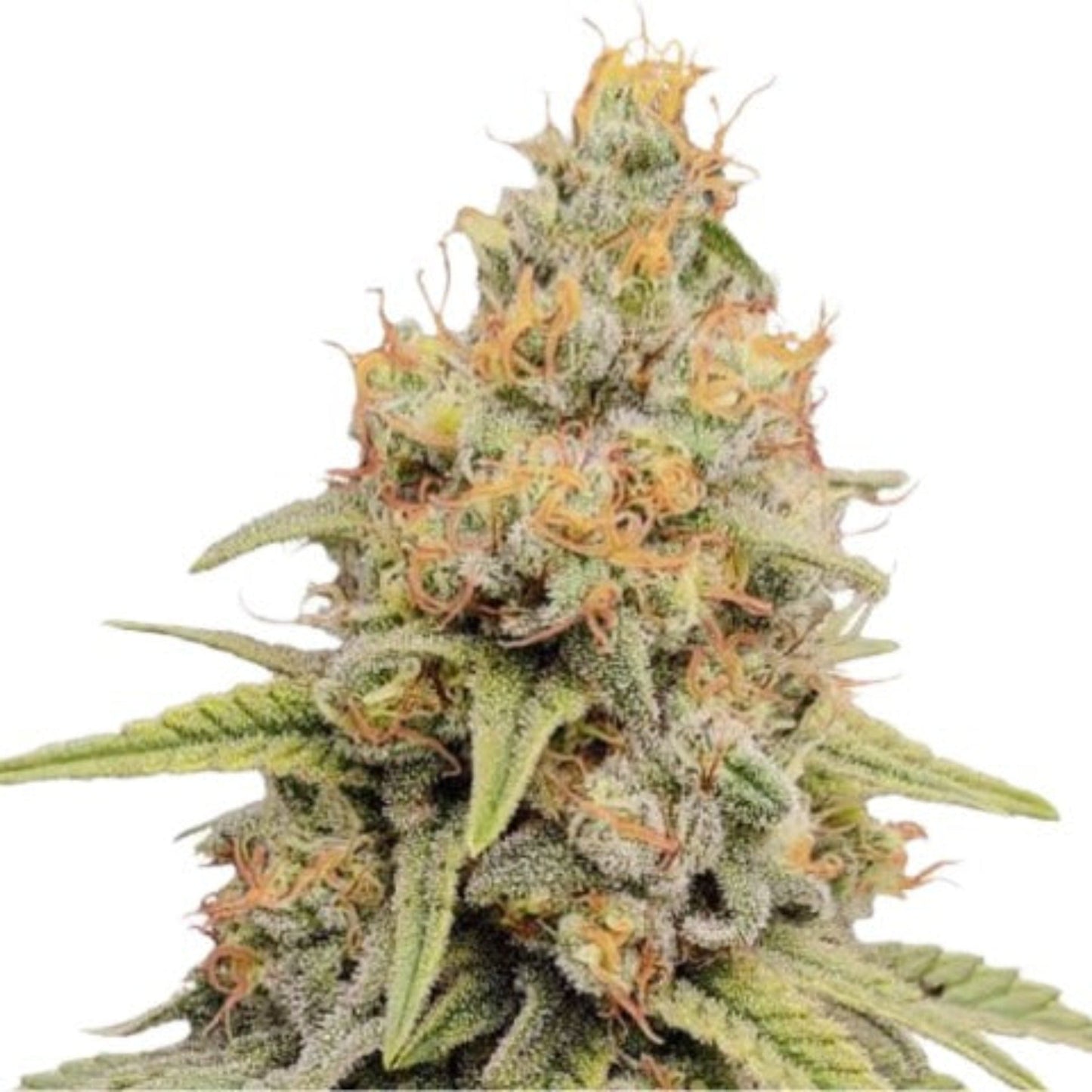 Nasha Genetics Strawberry Kush Feminized Seeds 6 Pack