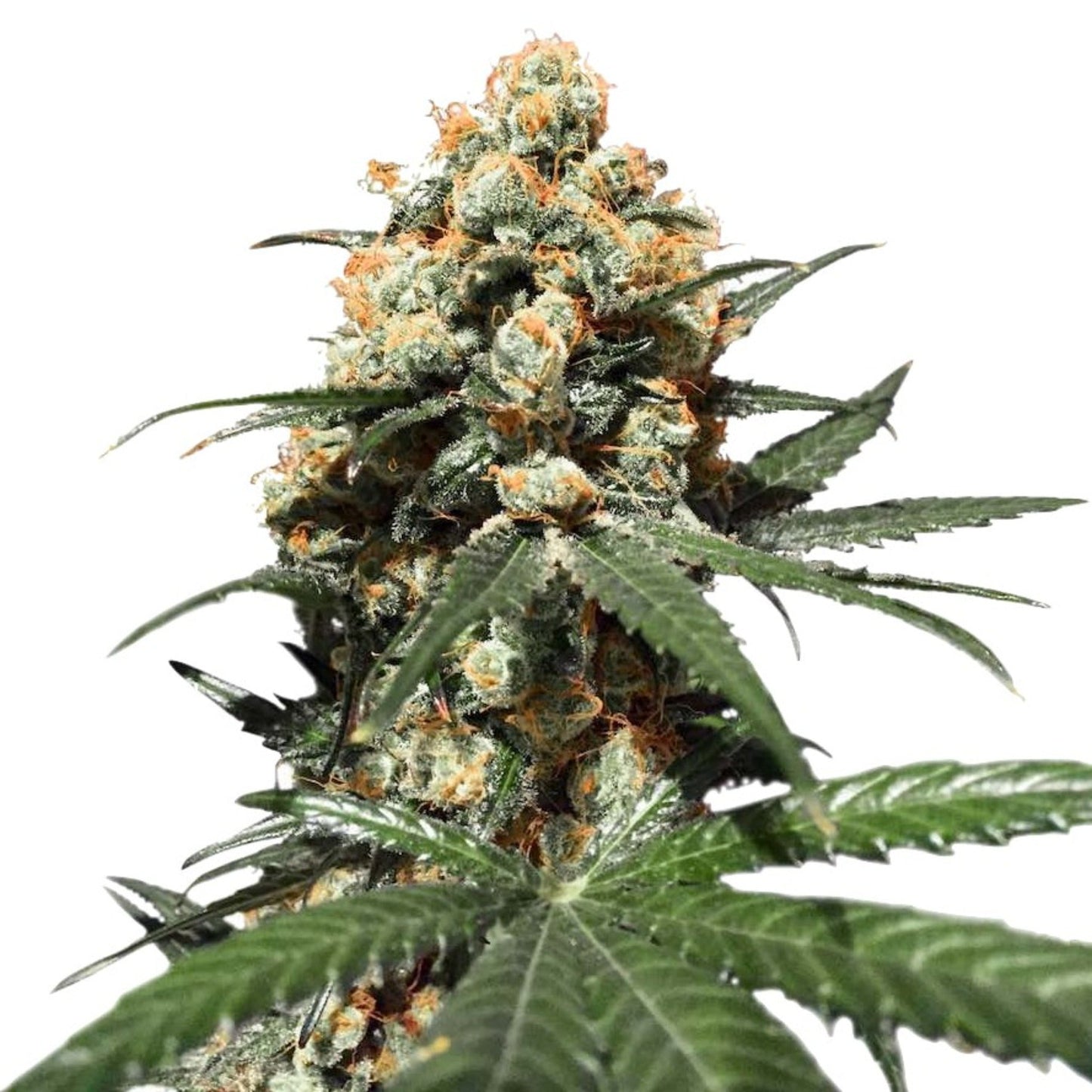 Nasha Genetics Unicorn Poop Feminized Seeds 6 Pack