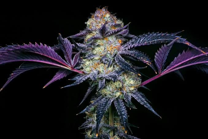 Weed