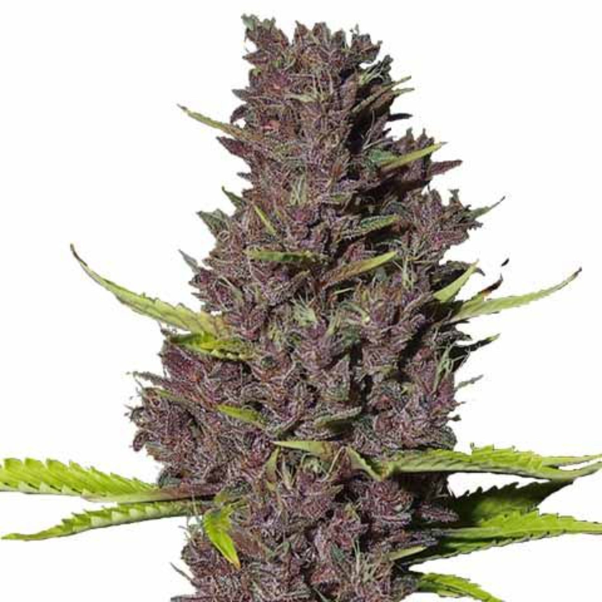 Aftermath Seeds Cannabis Seeds 2pk