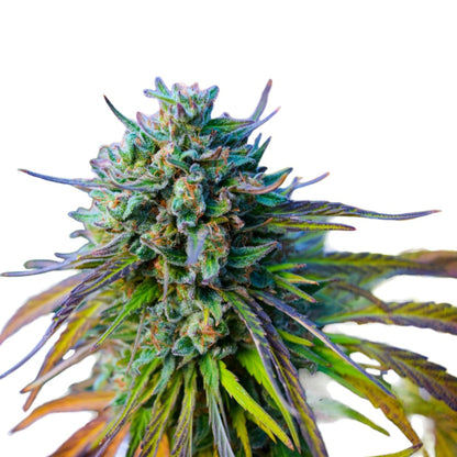 Weed Seeds Apple Jack Feminized Seeds 6 Pack Sativa