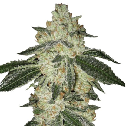 Weed Seeds Aurora Indica Autoflower Feminized Seeds 6