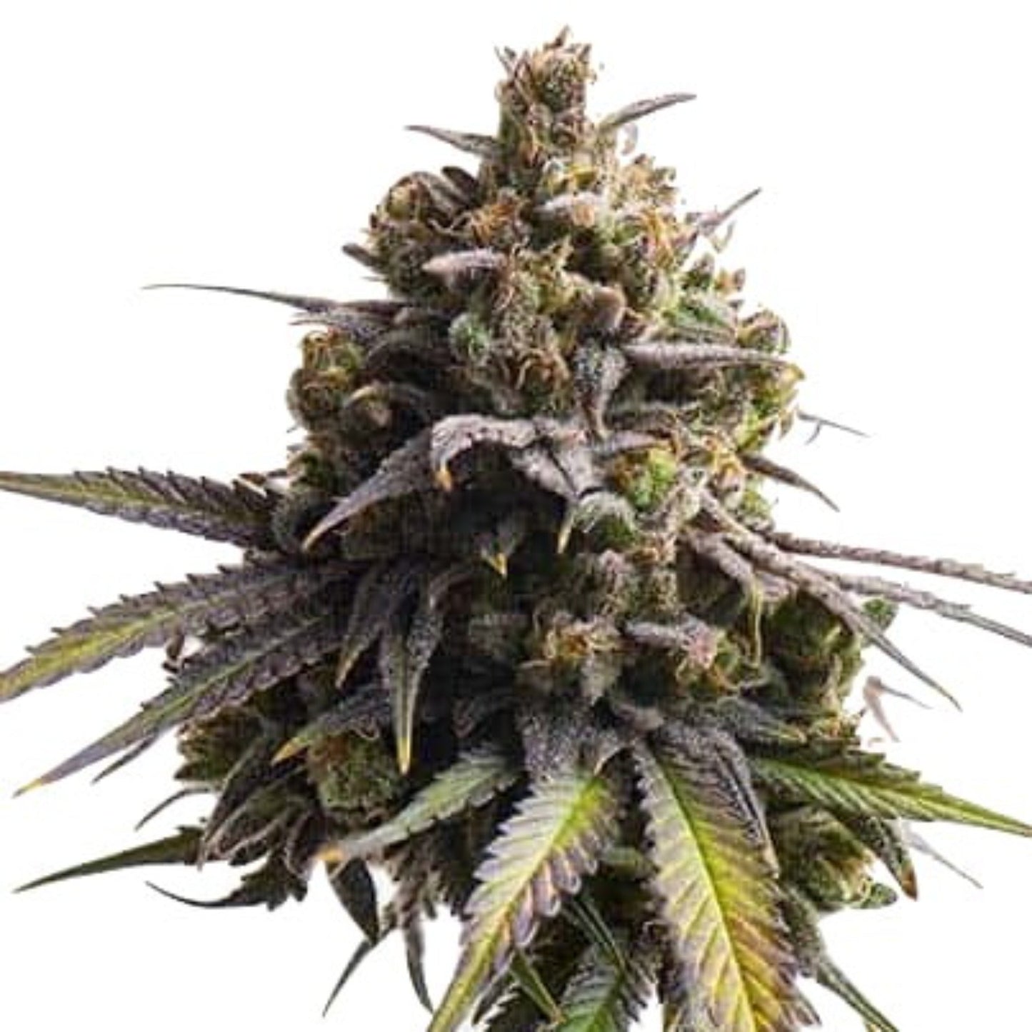 Nasha Genetics Banana Mochi Feminized Seeds 6pk