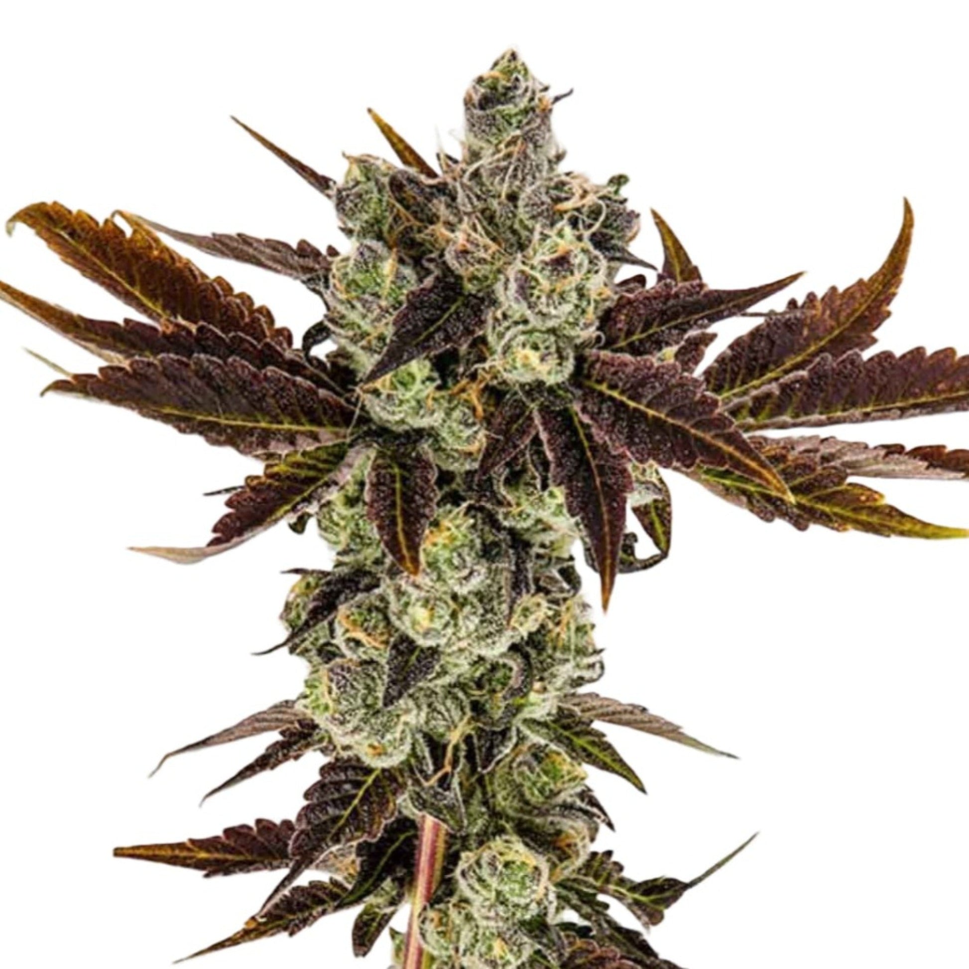 Weed Seeds Banana Sherbet Feminized Seeds 6
