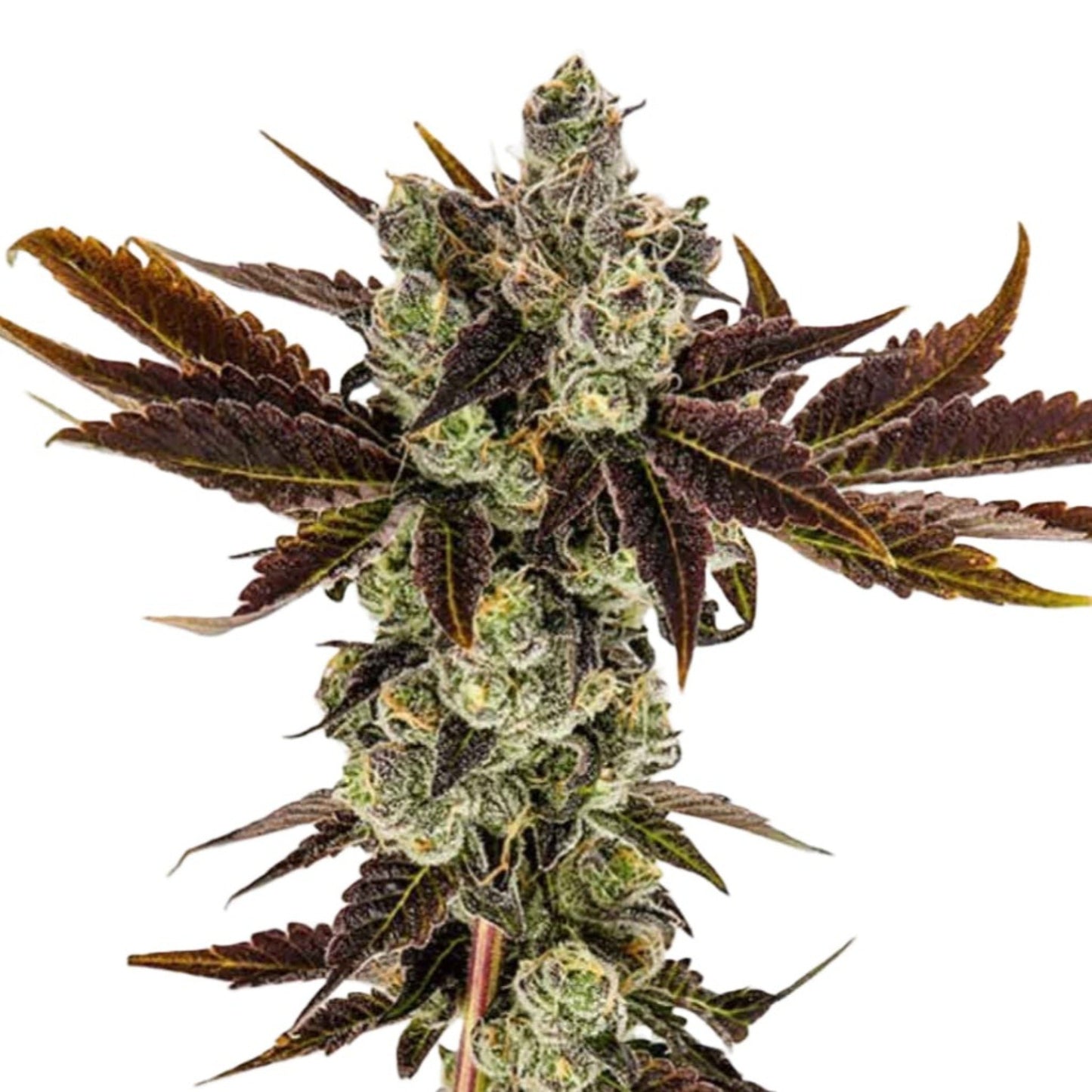 Weed Seeds Banana Sherbet Feminized Seeds 6 Pack