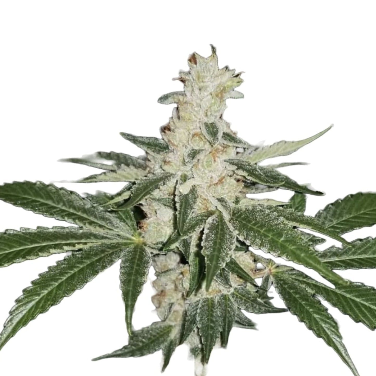 Weed Seeds Banana Split Feminized Photoperiod Cannabis Seeds 6ct