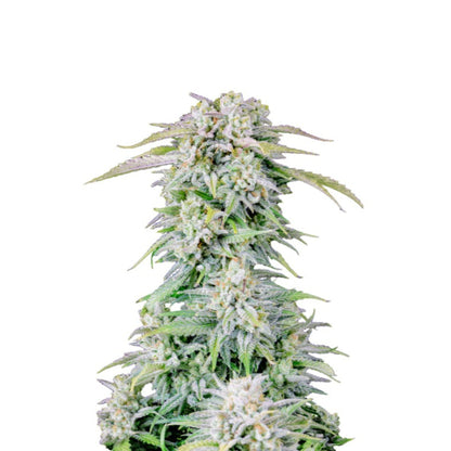Weed Seeds Blue Afghan Kush Feminized Seeds 6