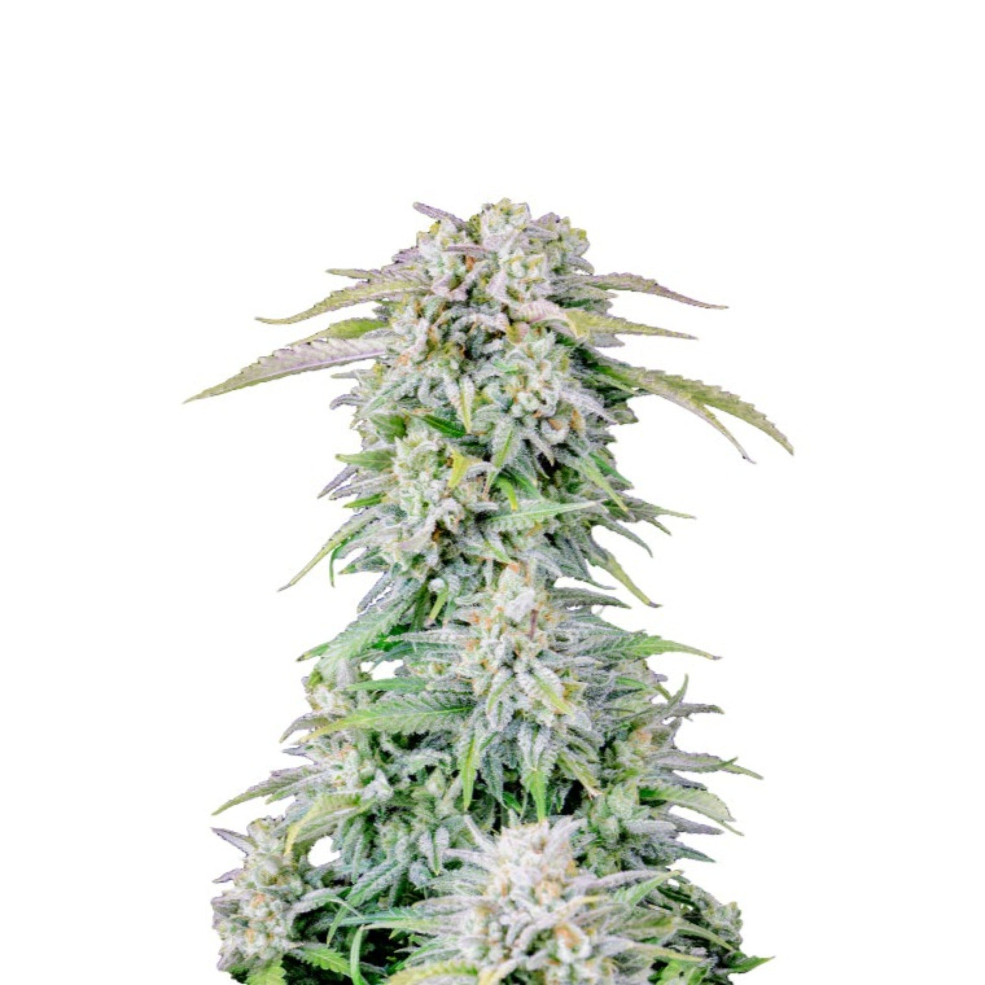 Weed Seeds Blue Afghan Kush Feminized Seeds 6
