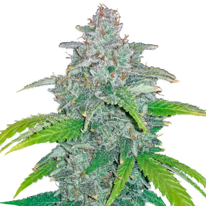 Weed Seeds Blue Dream Autoflower Feminized Seeds 6