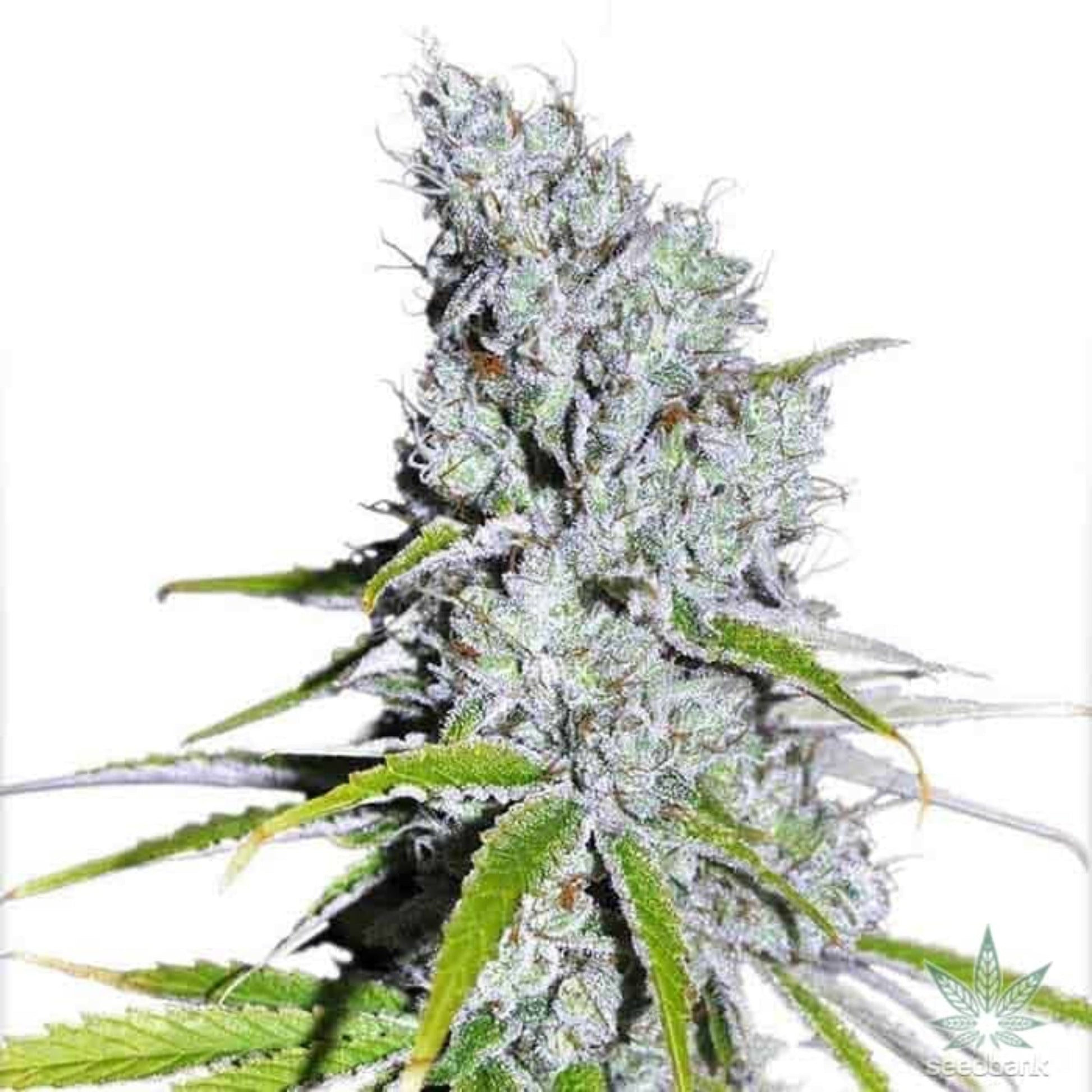 Nasha Genetics Blue Zkittlez Autoflower Seeds 6pk
