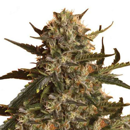 Weed Seeds Blueberry Gorilla Feminized Seeds 6