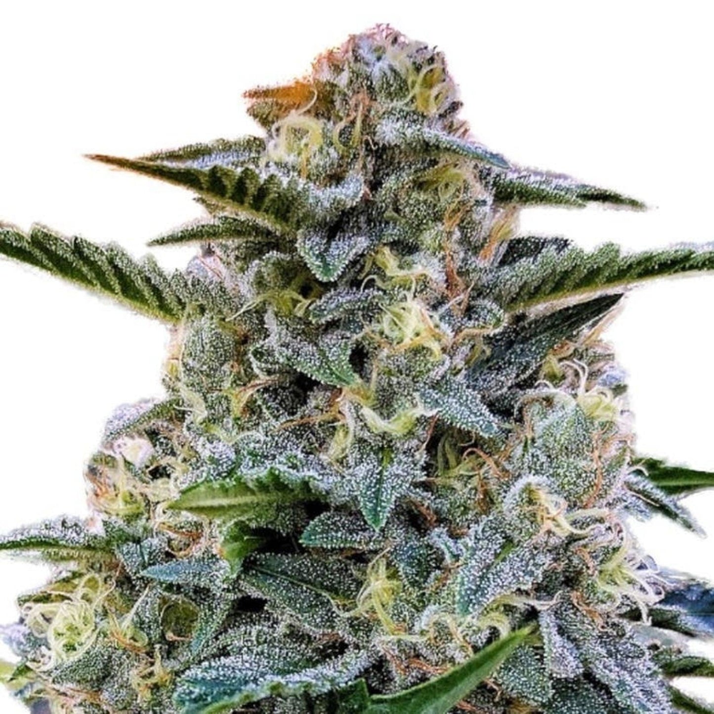 Weed Seeds Bruce Banner Autoflower Seeds
