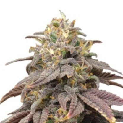Weed Seeds Candy Fruit Feminized Seeds 6