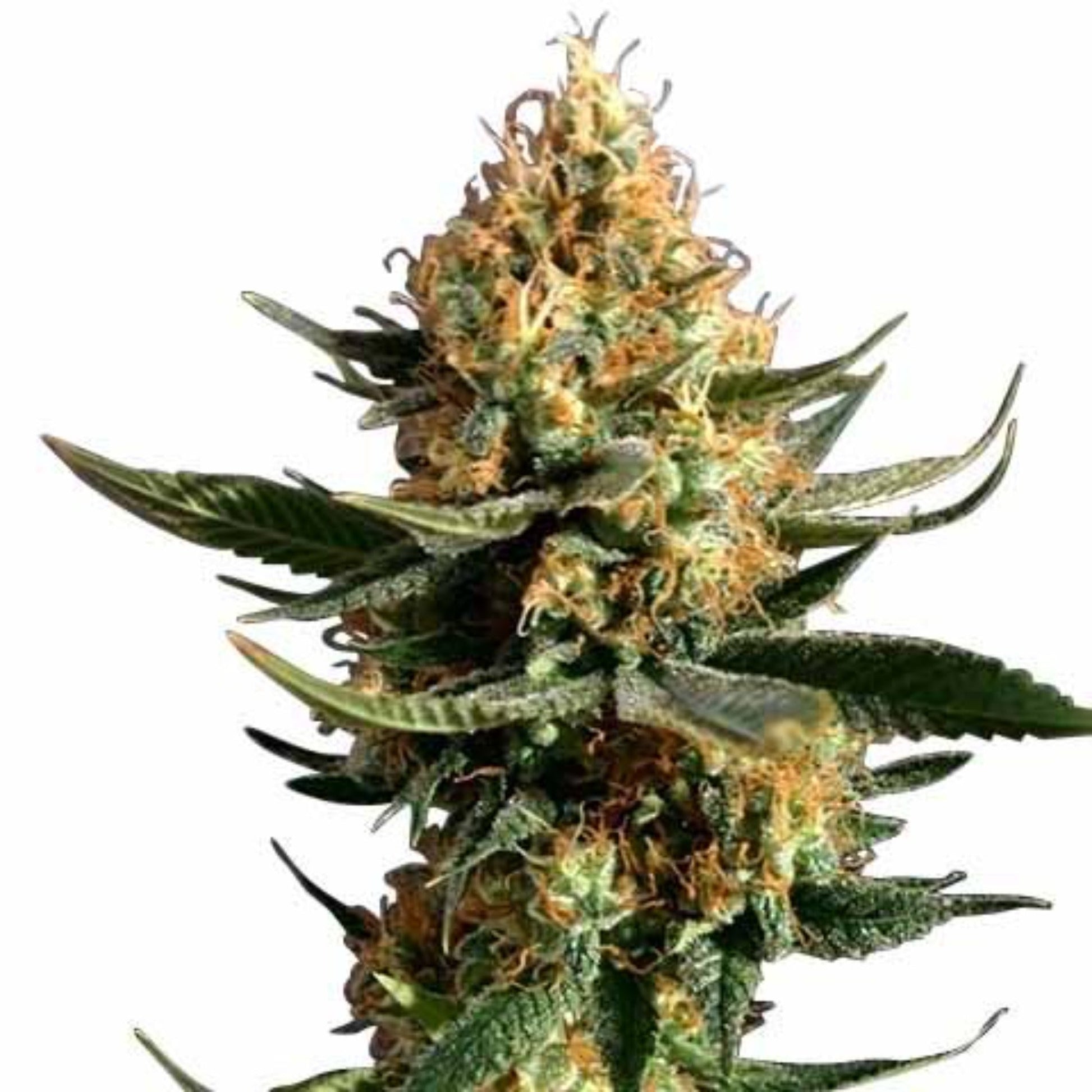 Weed Seeds Chemdog Diesel Autoflower Feminized Seeds 6