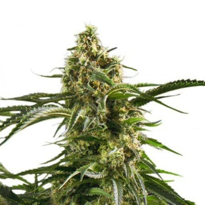 Weed Seeds Cherry AK Autoflower Feminized Seeds 6