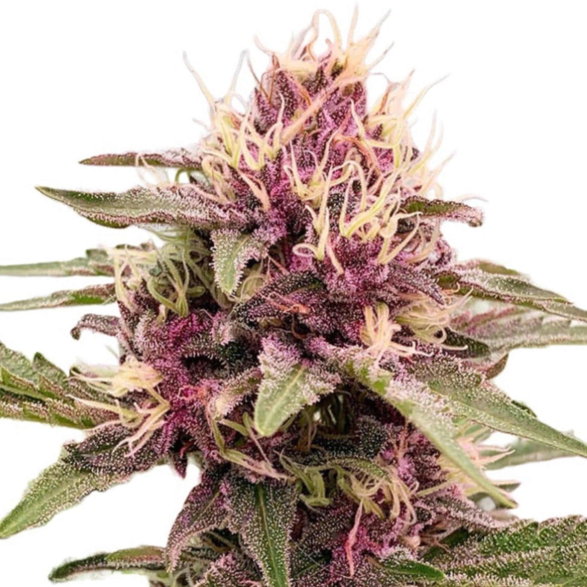 Cherry Pie Autoflower Seeds 6