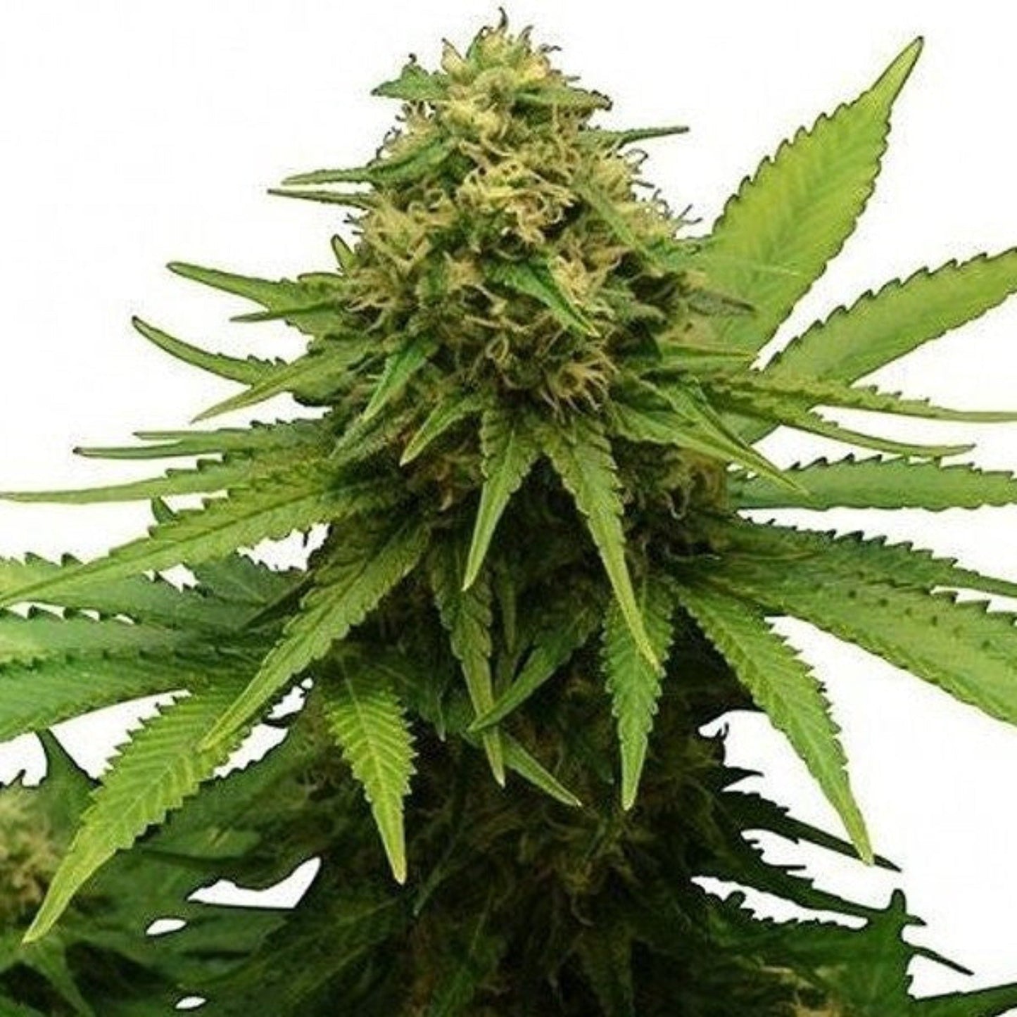 Nasha Genetics Critical 4.0 Autoflower Seeds 6pk