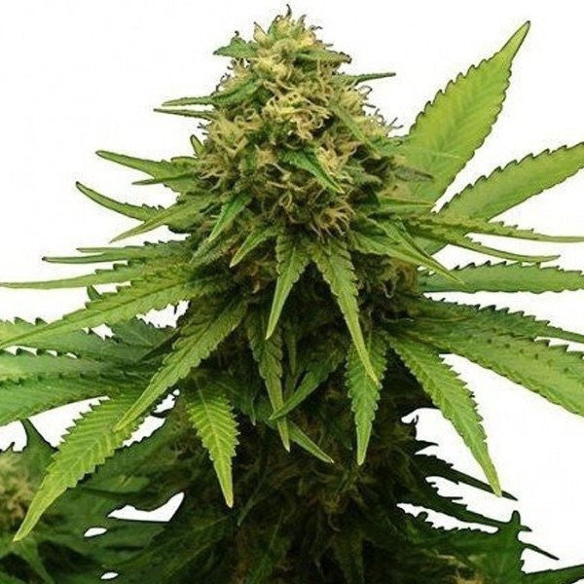 Nasha Genetics Critical 4.0 Autoflower Seeds 6pk