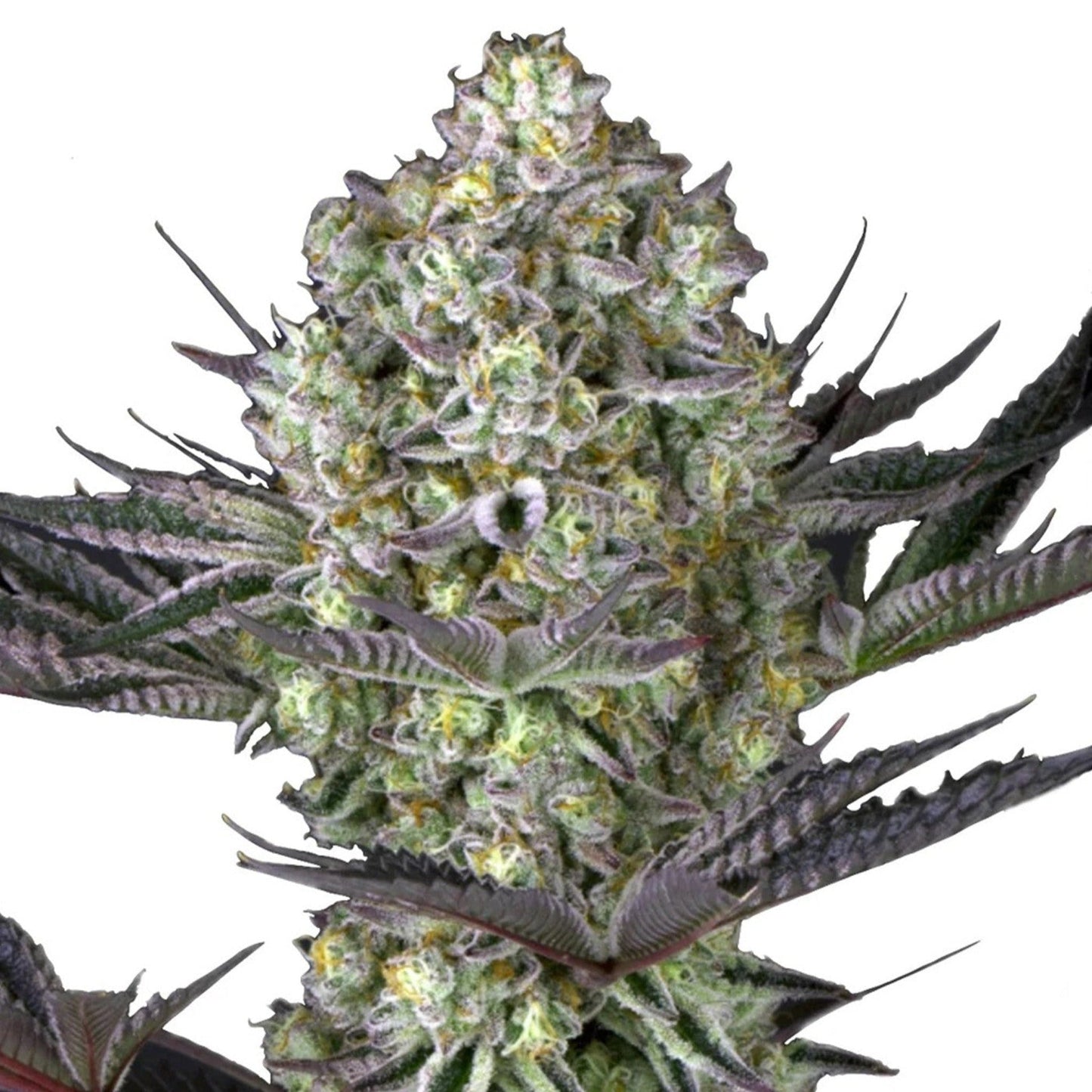 Weed Seeds Do Si Dos Autoflower Feminized Seeds 6