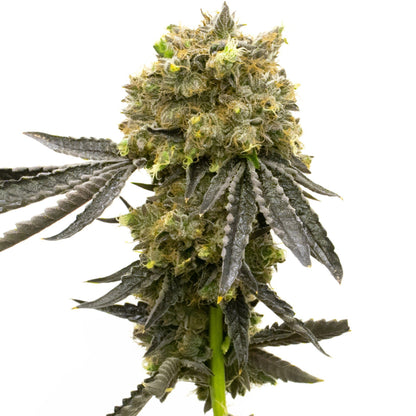 Weed Seeds Dream Queen Feminized Seeds 6