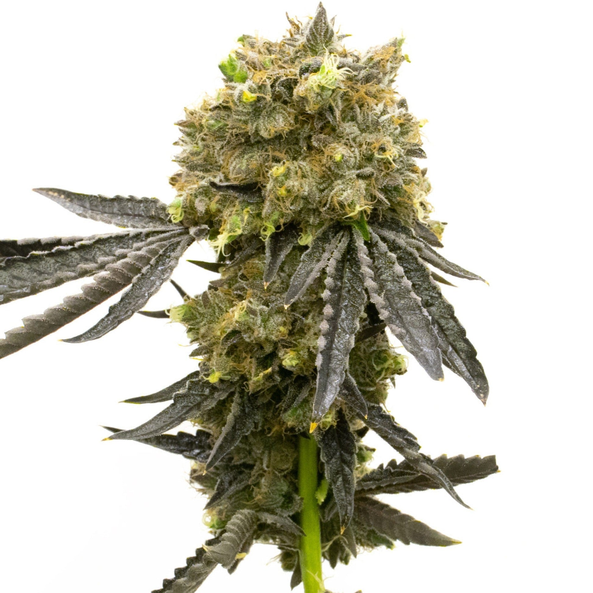 Dream Queen Feminized Sativa Seeds