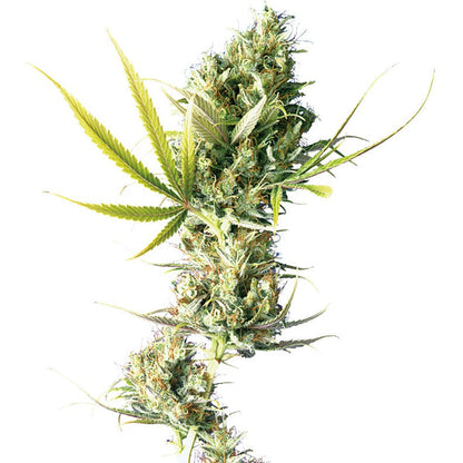 Weed Seeds Durban Poison Feminized Seeds 6