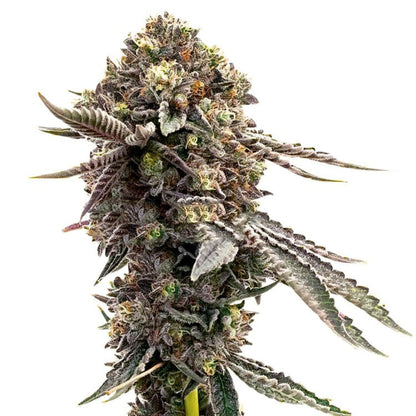 Blackberry Moonrocks Feminized Seeds 6
