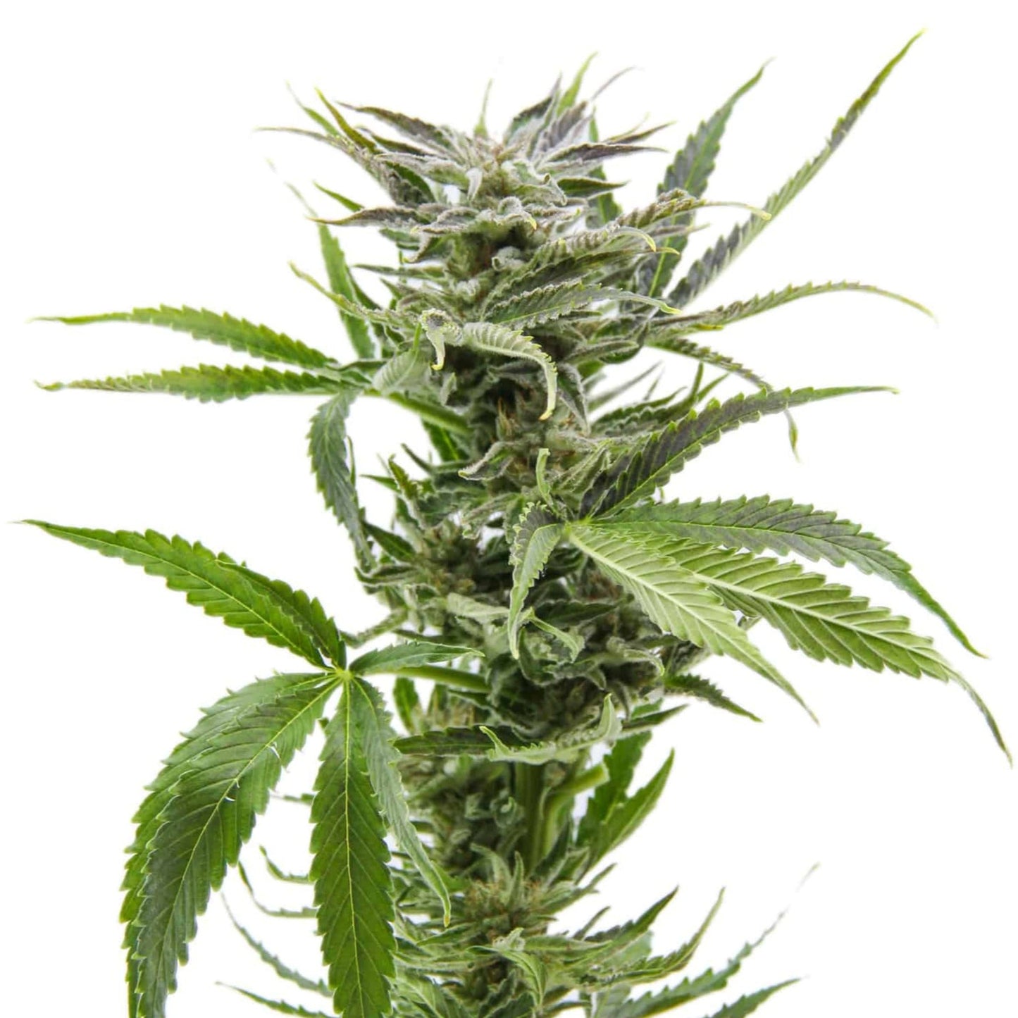Blue Dream Feminized Seeds 5