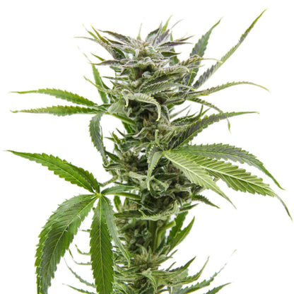 Vancoast Blue Dream Feminized Seeds 5pk