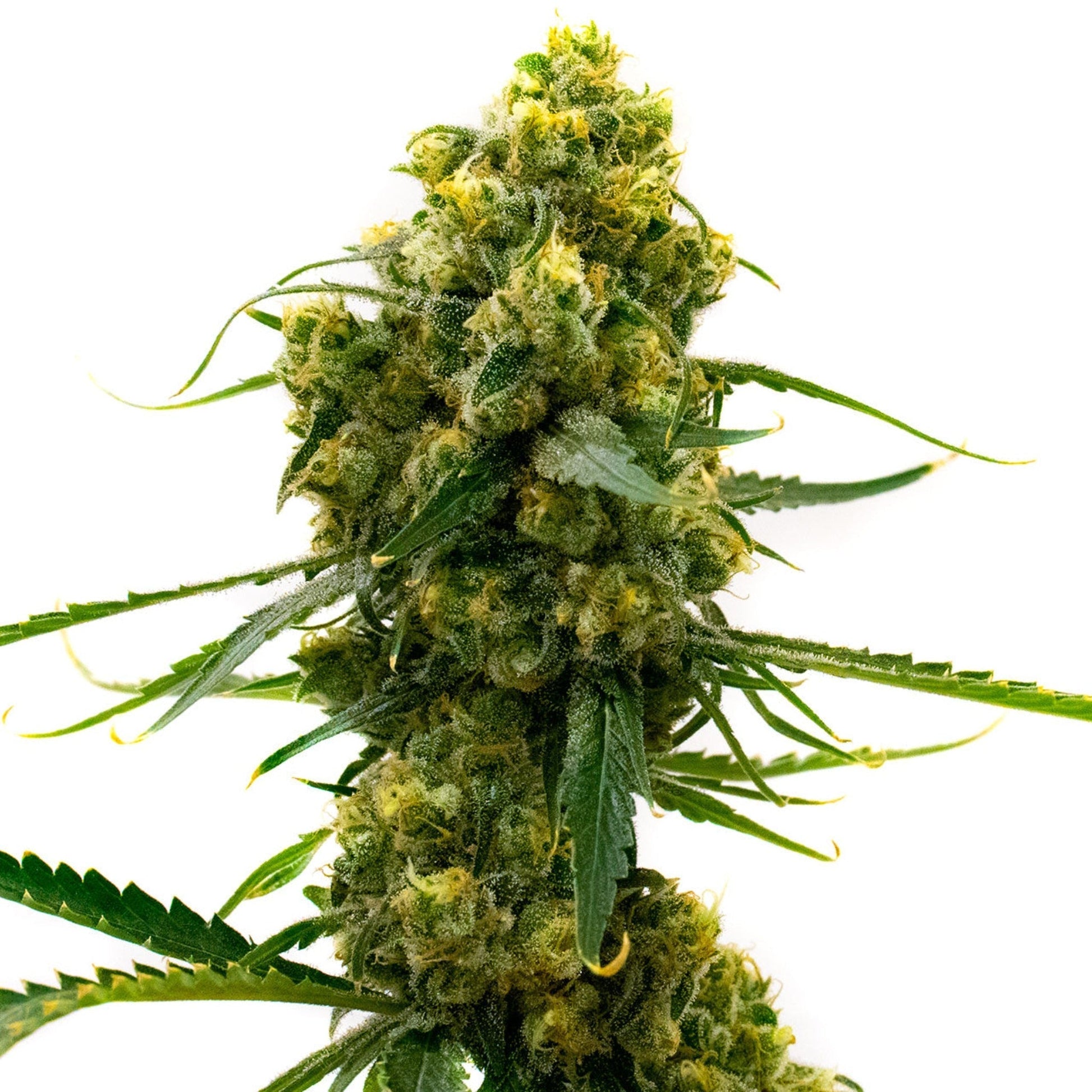 Weed Seeds Bruce Banner 2.0 Feminized Seeds 6pk