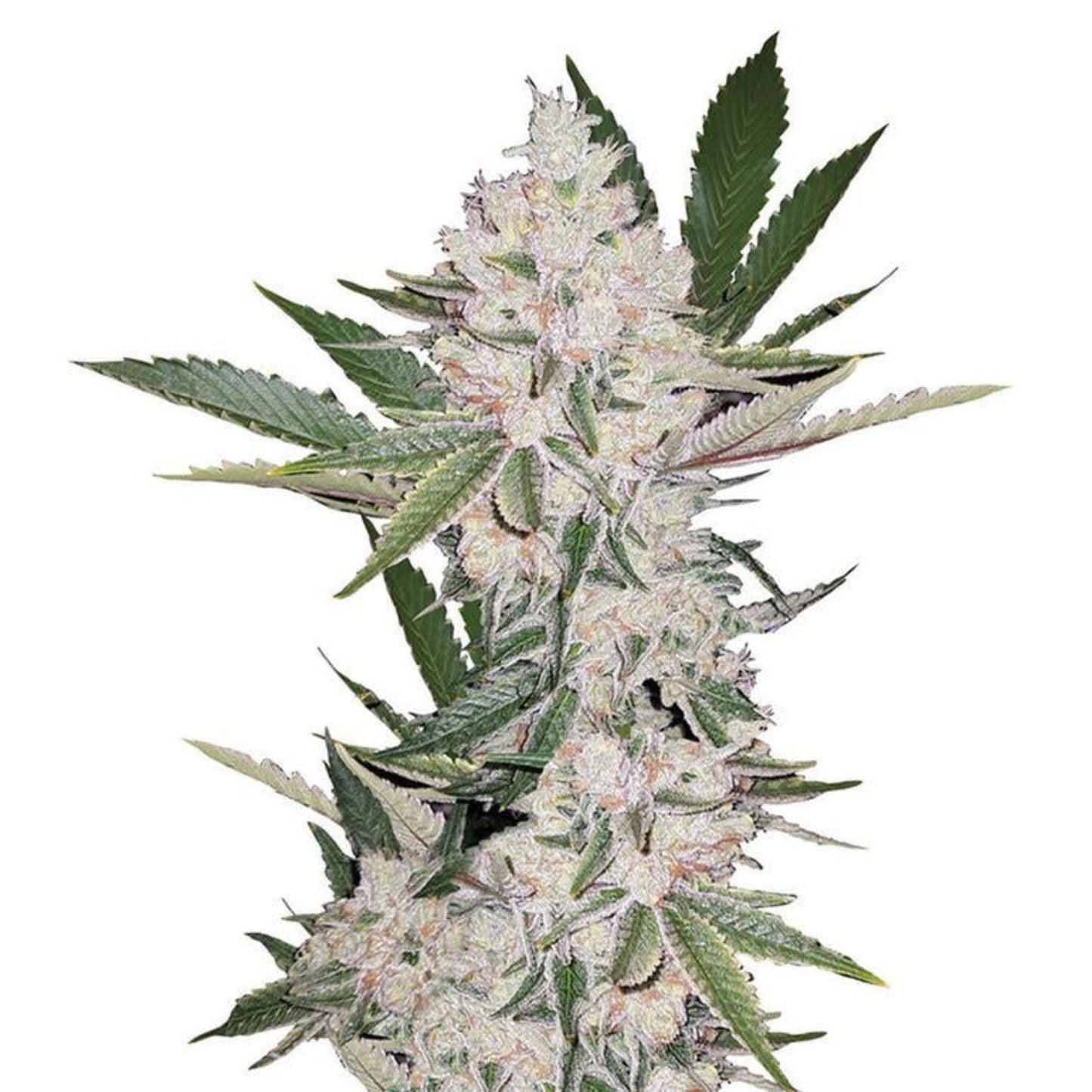 Weed Seeds Chemdog4 Feminized Seeds 6