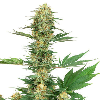 Vancoast Gelato Feminized Seeds 5 Pack