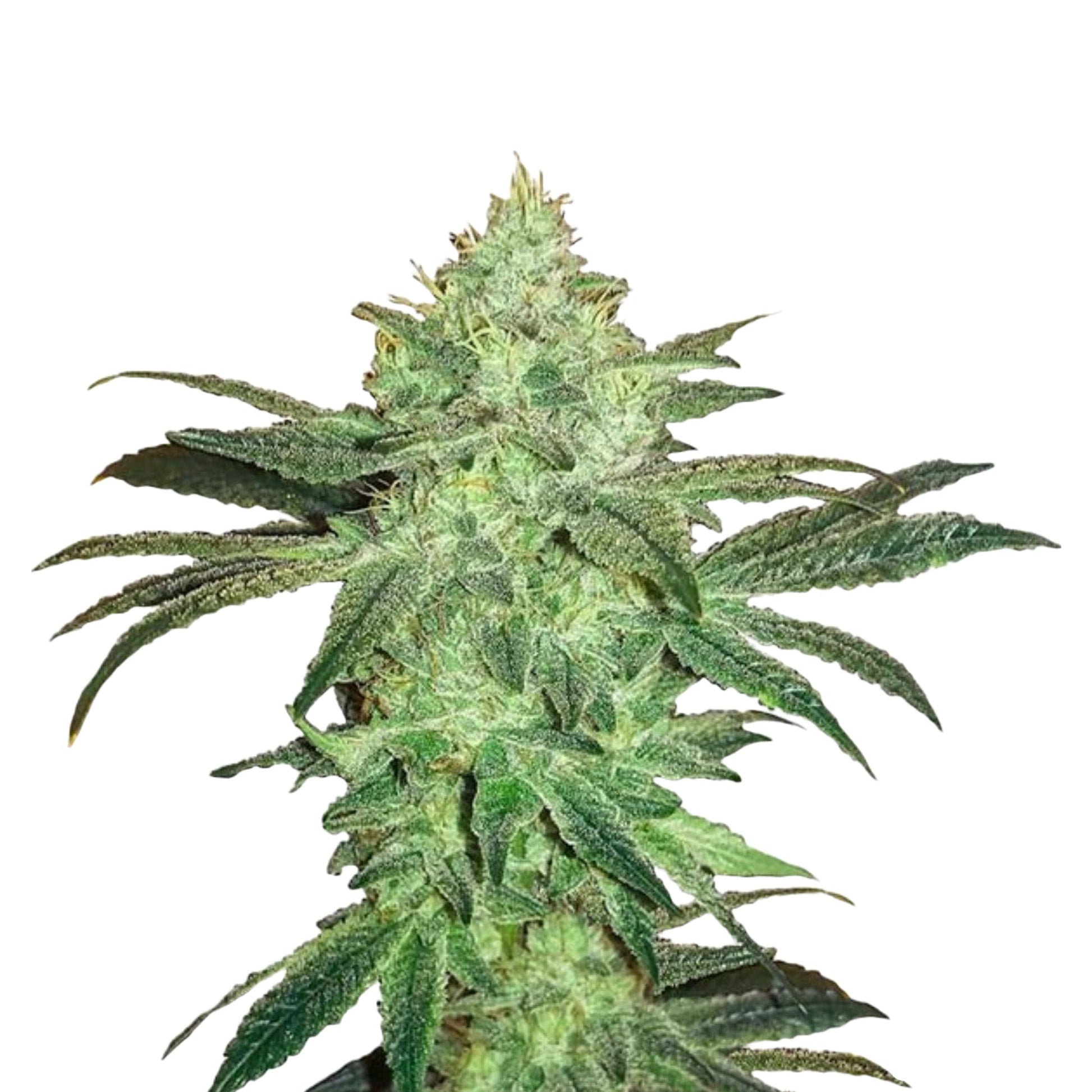 Weed Seeds Gorilla Glue 4 Feminized Seeds 6 Pack