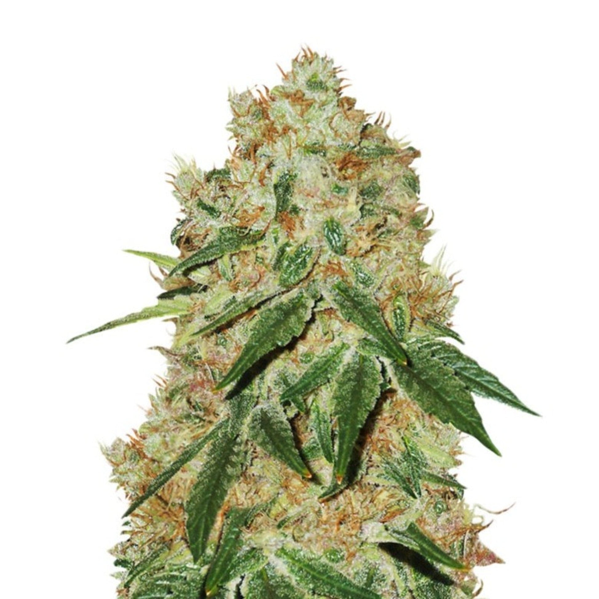 Weed Seeds Grandaddy Banner Feminized Seeds 6